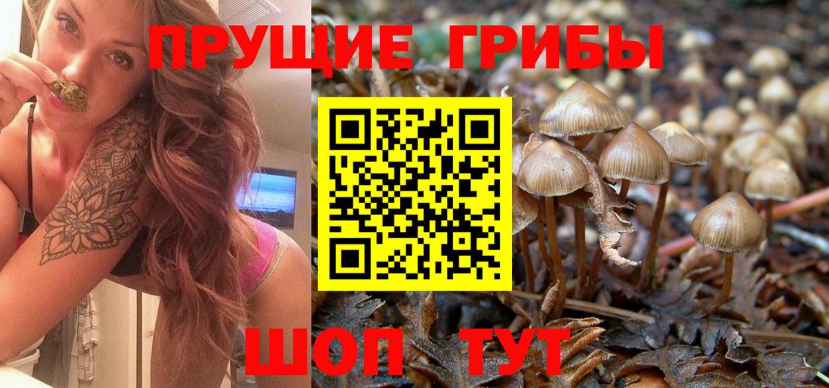Псилоцибиновые грибы Psilocybe Калуга